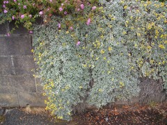 Helichrysum argyrophyllum