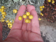 Helichrysum argyrophyllum