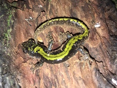 Ambystoma macrodactylum macrodactylum