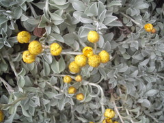 Helichrysum argyrophyllum