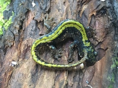 Ambystoma macrodactylum macrodactylum