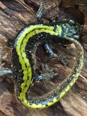 Ambystoma macrodactylum macrodactylum