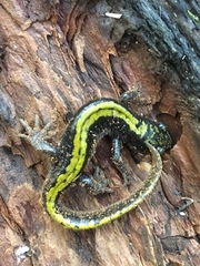 Ambystoma macrodactylum macrodactylum