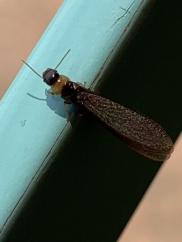 Photo of Yellownecked Dry-wood Termite (Kalotermes flavicollis)