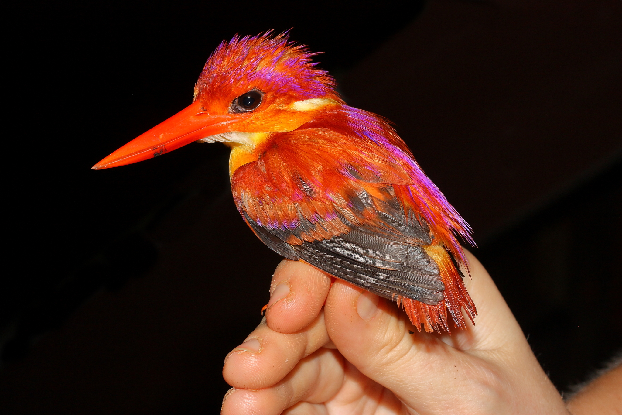 Black-backed Dwarf Kingfisher