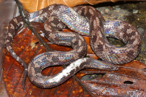 Bornean Spine-jawed Snake