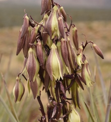Yucca baccata baccata