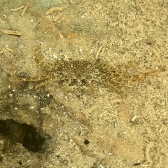 Grapsus longitarsis