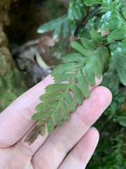 Pteris dispar