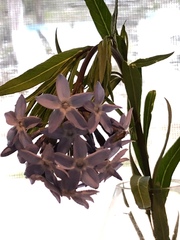 Amsonia tabernaemontana