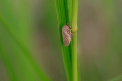 Cicadellidae