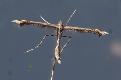 Anstenoptilia marmarodactyla
