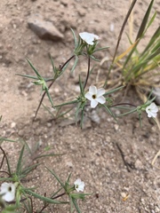 Linanthus bigelovii
