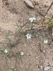 Linanthus bigelovii