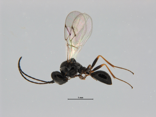 Anacharis zealandica Ashmead, 1900