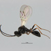Lacewing Parasitoid Wasp - Photo (c) john_early, some rights reserved (CC BY-NC), uploaded by john_early
