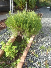 Baccharis sarothroides