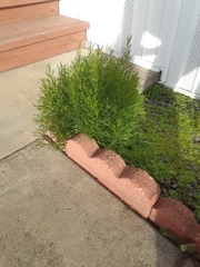 Baccharis sarothroides