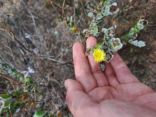 Image of Oedera spathulifolia by (c) Eugene Hahndiek, some rights reserved (CC BY-SA)