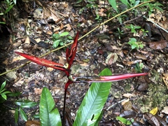 Heliconia acuminata