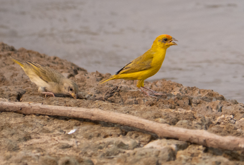Orange-fronted Yellow Finch (Sicalis columbiana), photo 5