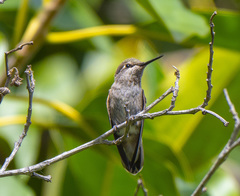 Calypte anna