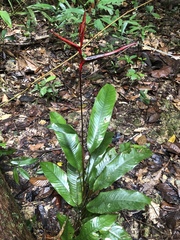 Heliconia acuminata