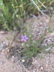 Gilia flavocincta