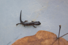 Plethodon chlorobryonis