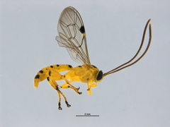 Xanthopimpla rhopaloceros