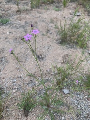 Gilia flavocincta