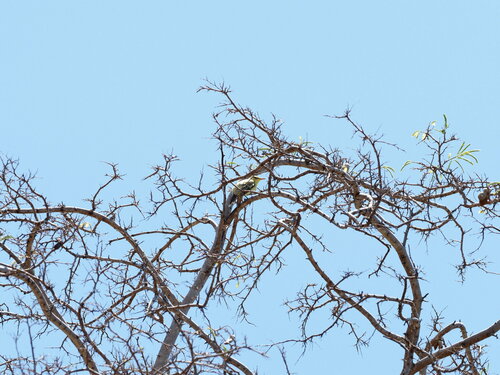 Northern Marquesan Reed Warbler (Acrocephalus percernis), photo 2