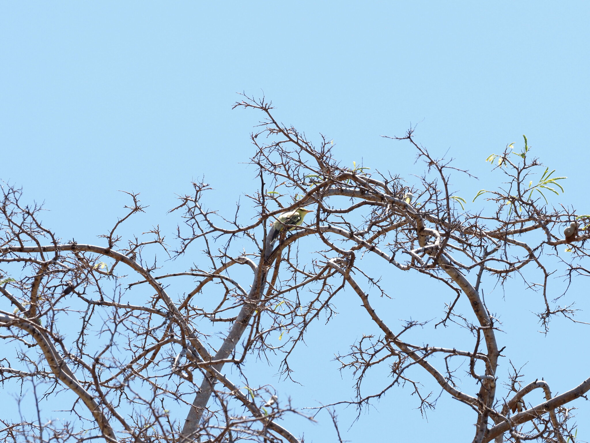Northern Marquesan Reed Warbler illustration