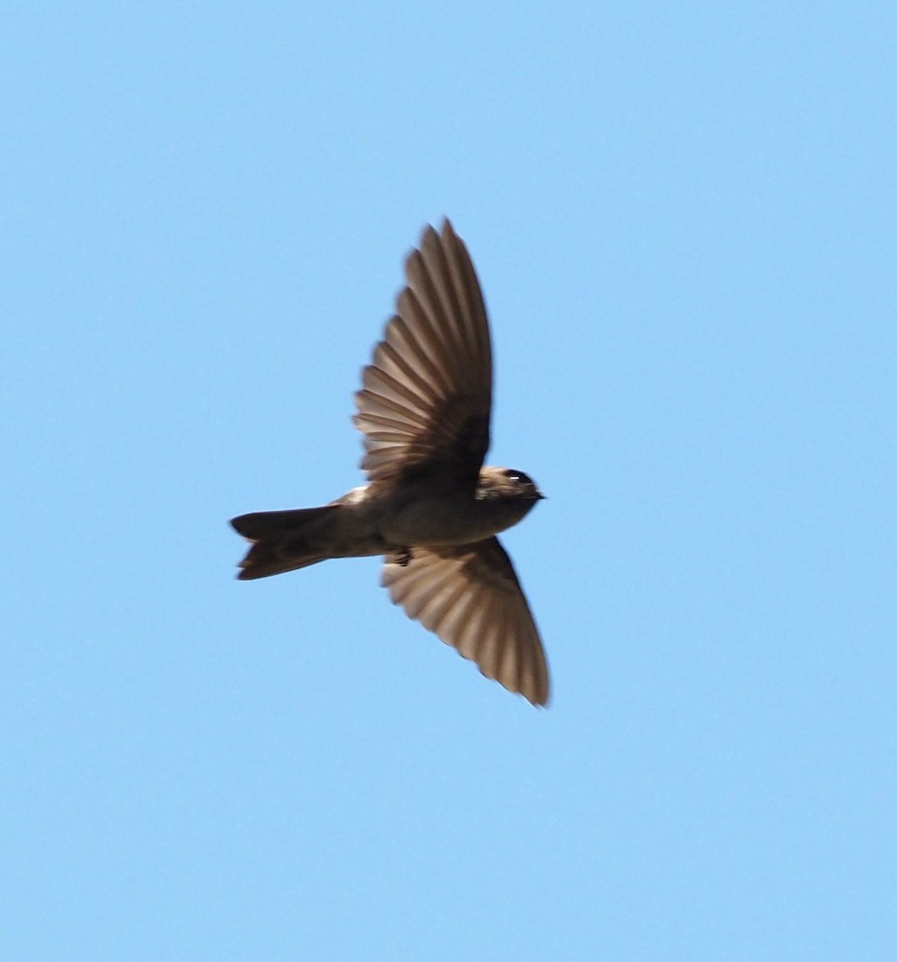 Marquesan Swiftlet illustration