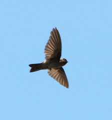Marquesan Swiftlet photo 1