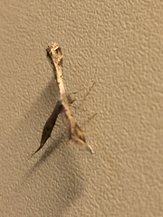Stenoptilodes taprobanes