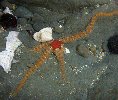 Western Spiny Brittle Star, photo 6 of 10