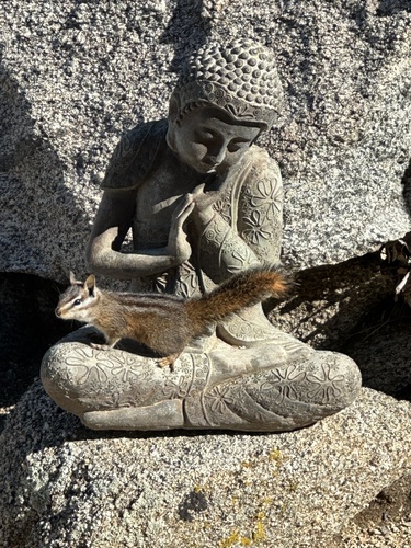 Merriam's Chipmunk, Santa Rosa and San Jacinto Mountains National Monument, Mountain Center, CA, US, photo 7 of 10