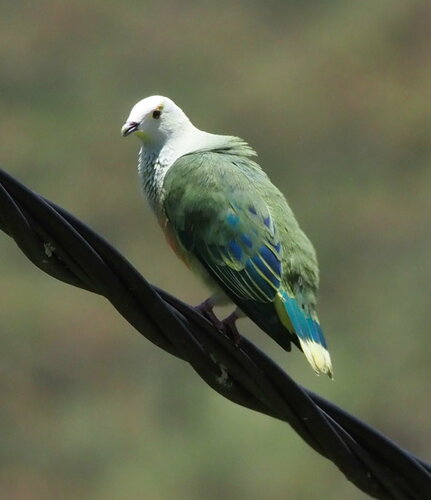 White-capped Fruit Dove (Ptilinopus dupetithouarsii)
