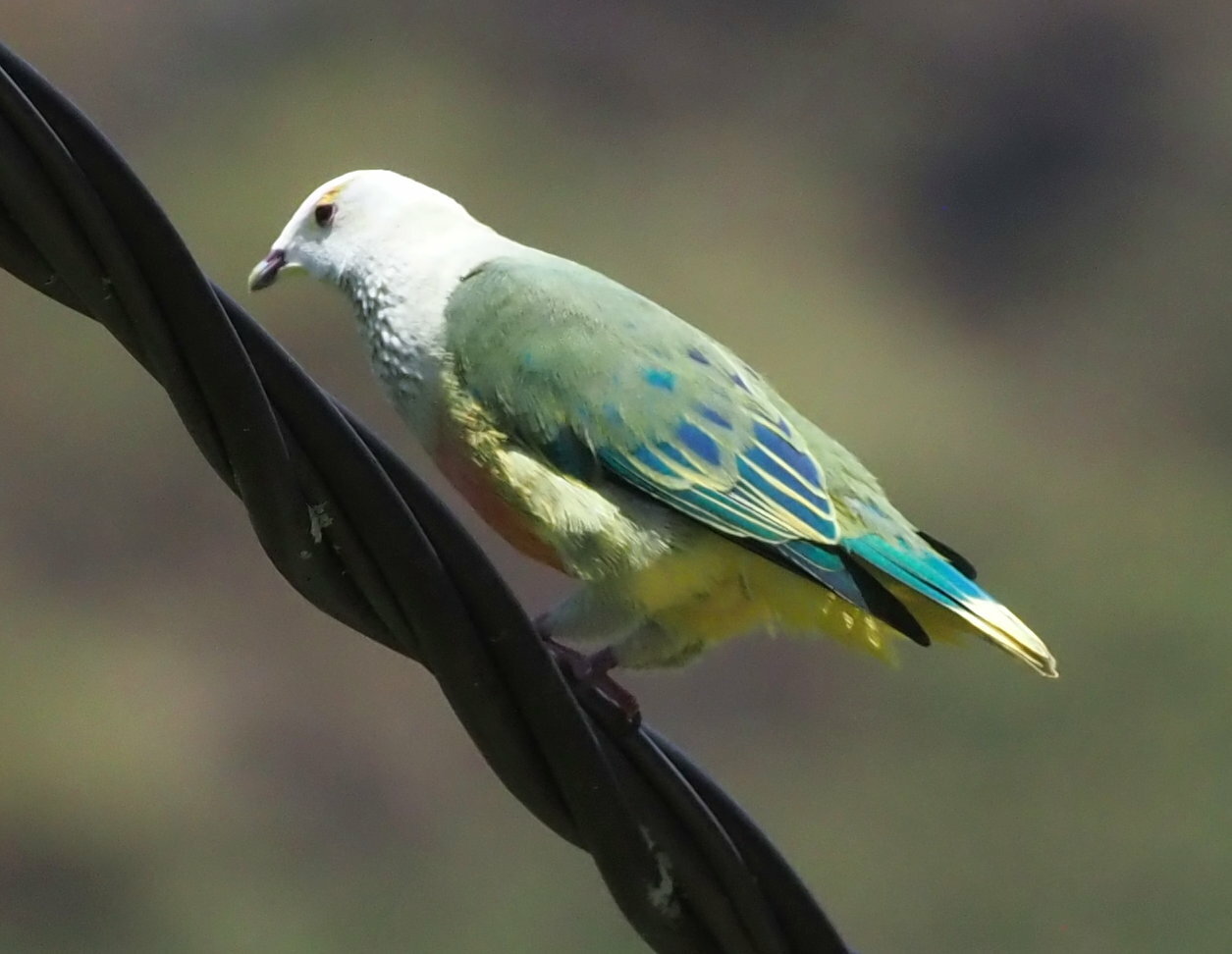 White-capped Fruit Dove (Ptilinopus dupetithouarsii), photo 2