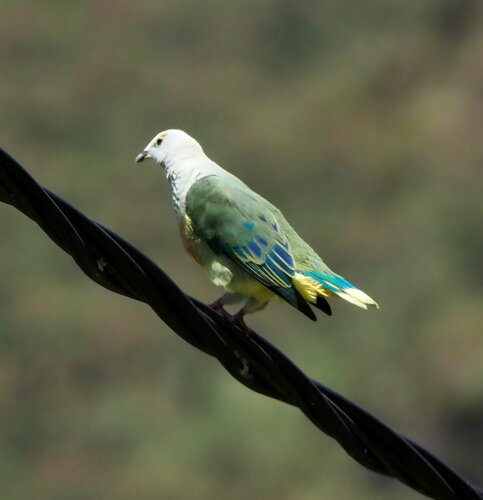 White-capped Fruit Dove (Ptilinopus dupetithouarsii), photo 3