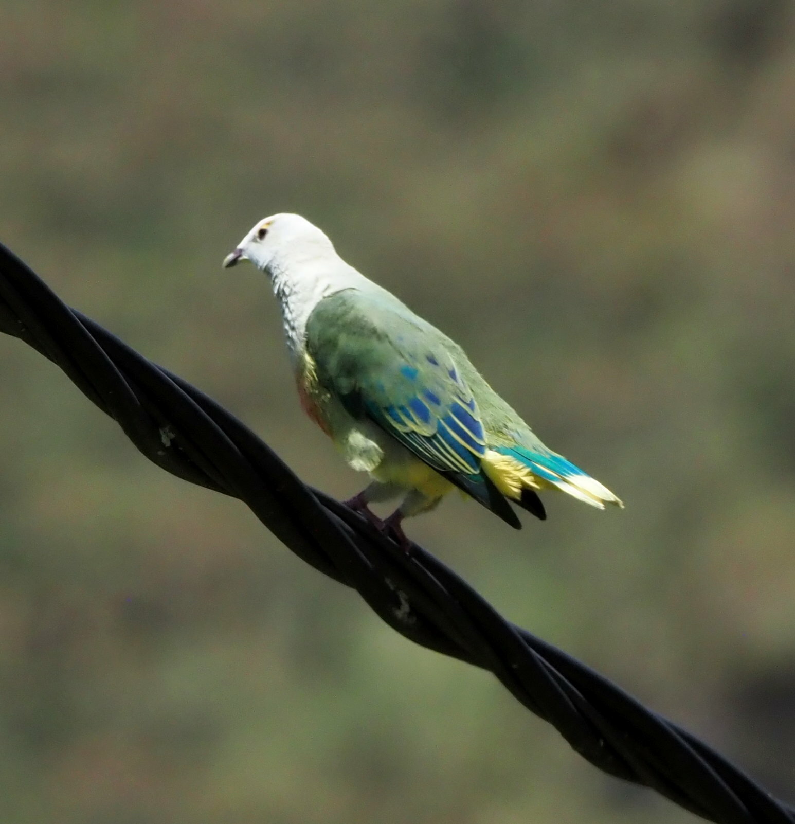 White-capped Fruit Dove (Ptilinopus dupetithouarsii), photo 3