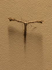 Stenoptilodes taprobanes