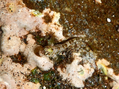 Cadenats rotsslijmvis (Entomacrodus cadenati) — Blenniidae