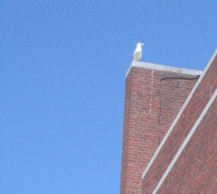 Larus argentatus