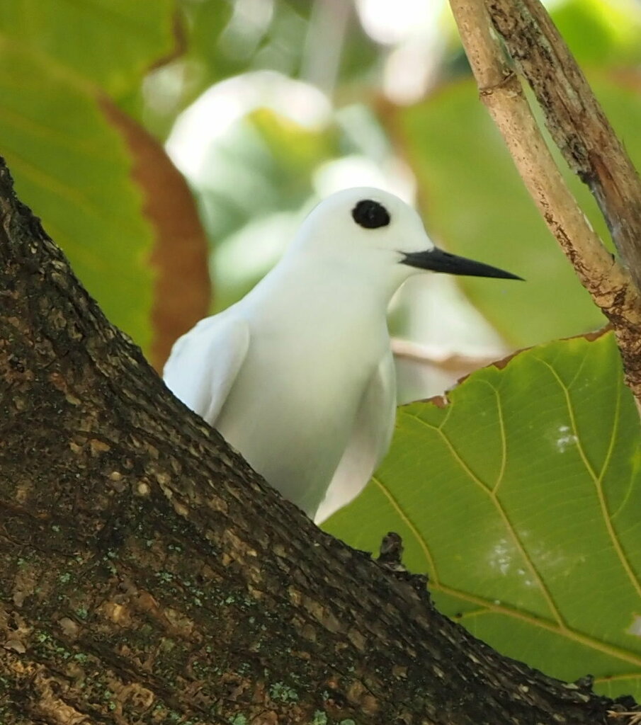 Little White-Tern photo