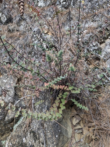 Image of Origanum Cordifolium (Origanum cordifolium) by (c) Marios Thoma, some rights reserved (CC BY)