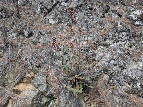 Image of Origanum Cordifolium (Origanum cordifolium) by (c) Marios Thoma, some rights reserved (CC BY)