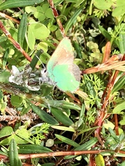 Callophrys viridis