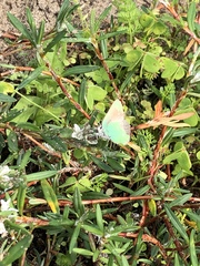 Callophrys viridis